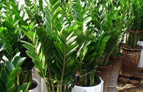 使用植物净化室内环境要禁忌哪几点? 使用植物净化室内环境要禁忌哪几点?